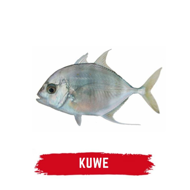 Jual Ikan Kuwe Shopee Indonesia