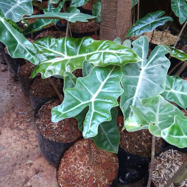 Tanaman hias caladium zebriana keladi kuping kelinci Tanaman hias caladium zebriana keladi kuping kelinci