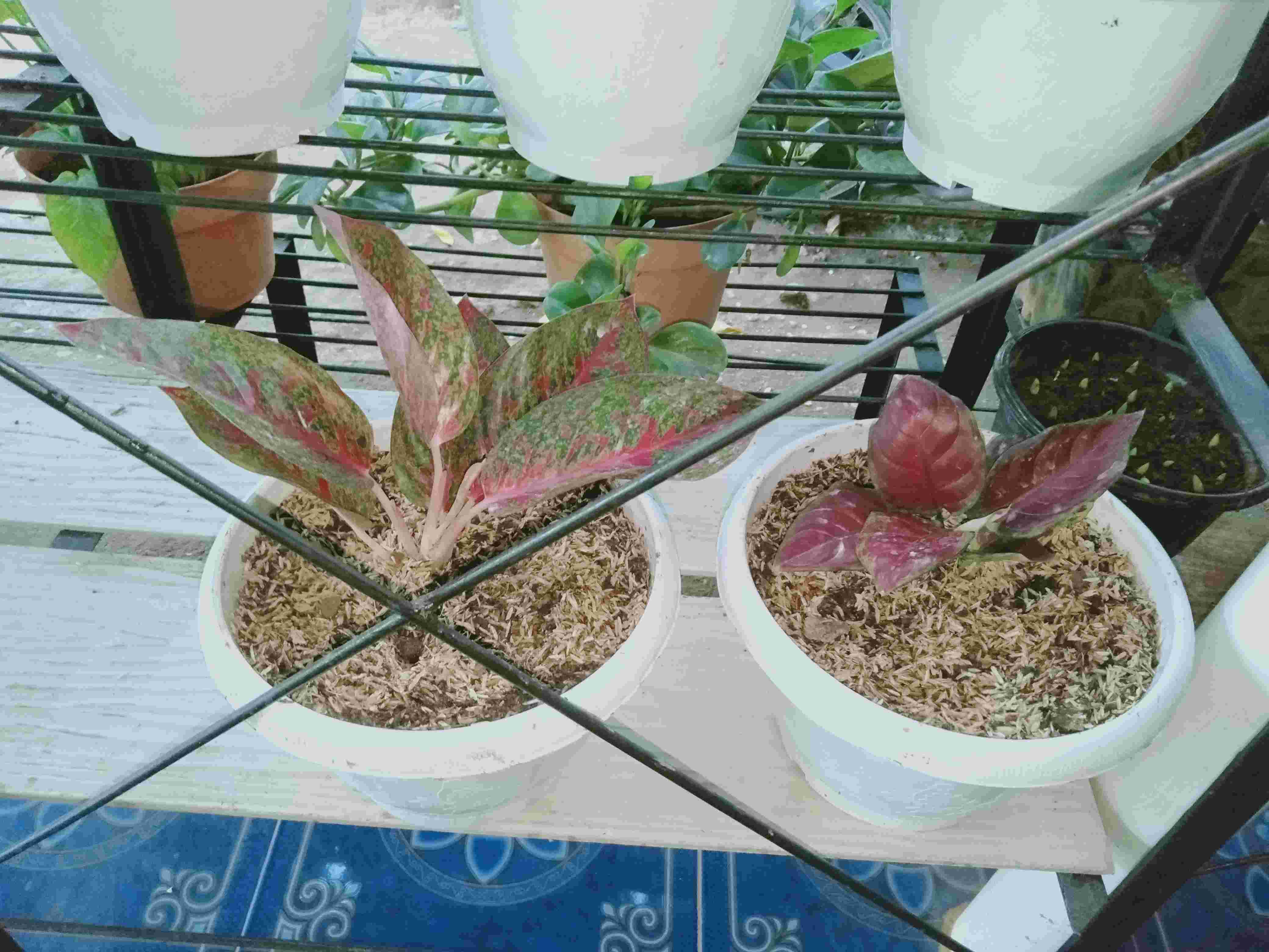 Aglonema Black Maron