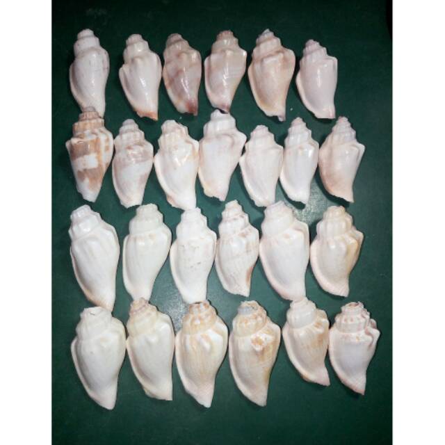 KERANG GONGGONG/KEONG GONGGONG/BESAR /KERANG PERCENG