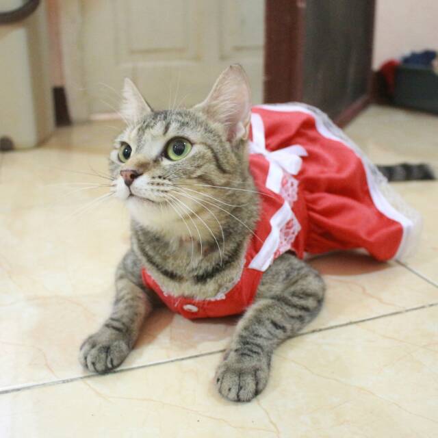 Dress maid anime red vermilion / baju kucing lucu terlaris / baju kucing dan anjing size S M L XL