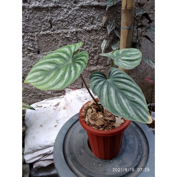 Philo Plowmanii