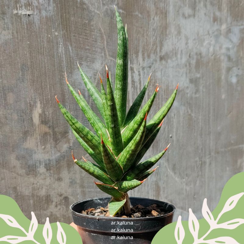 Sansevieria ' Francisii ' sukulen kaktus tanaman hidup