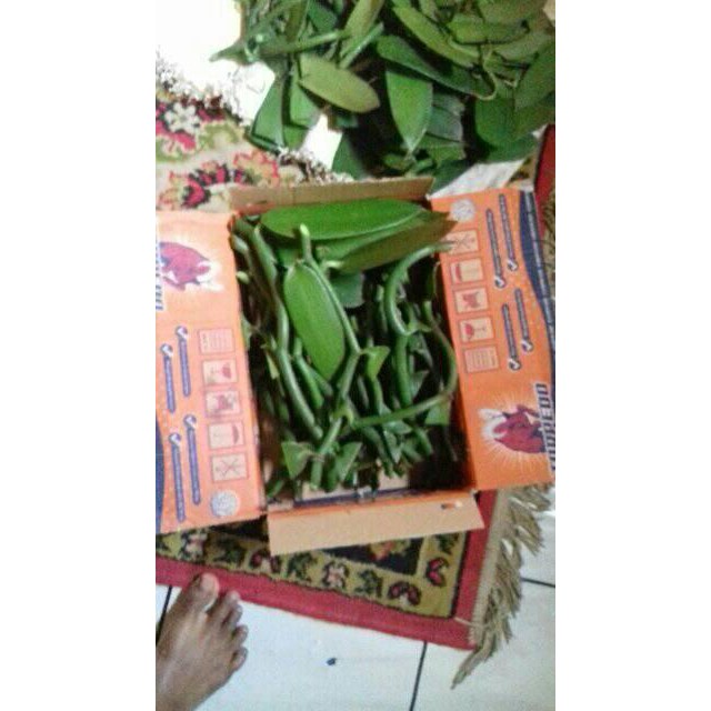 

BIBIT VANILI PAKET 1 KG 30 BATANG VANILLA PLANIFOLIA VANILA STEKAN 3 DAUN PANILA PANILI