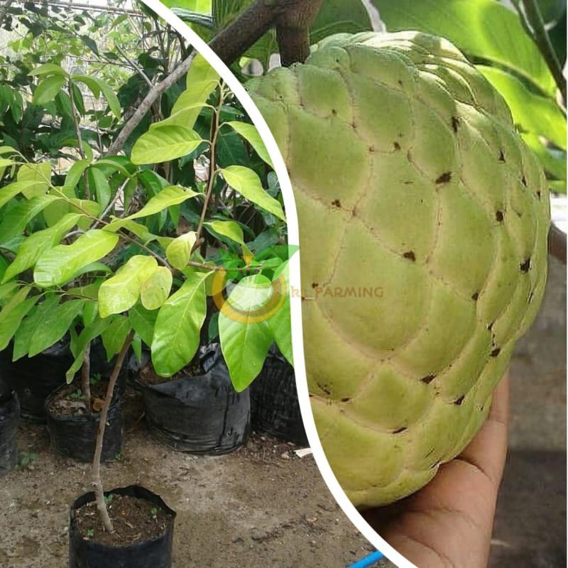 BIBIT BUAH SRIKAYA MADU ( HASIL OKULASI }