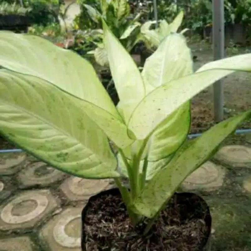 tanaman hias aglonema white tisu/aglonema white tisu