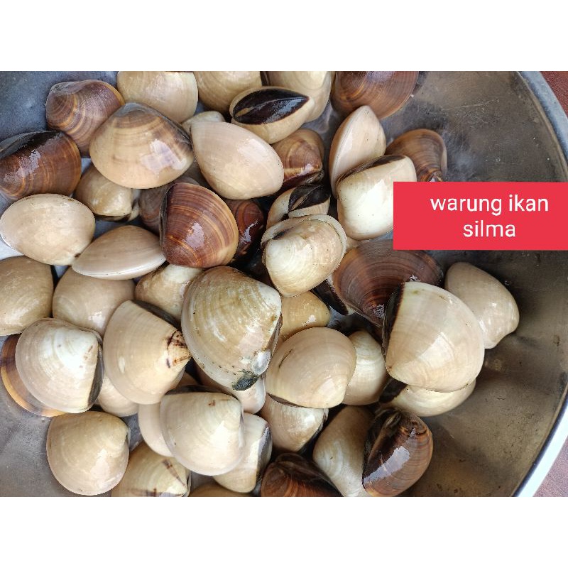 

kerang tahu segar kualitas terbaik mutu terjamin