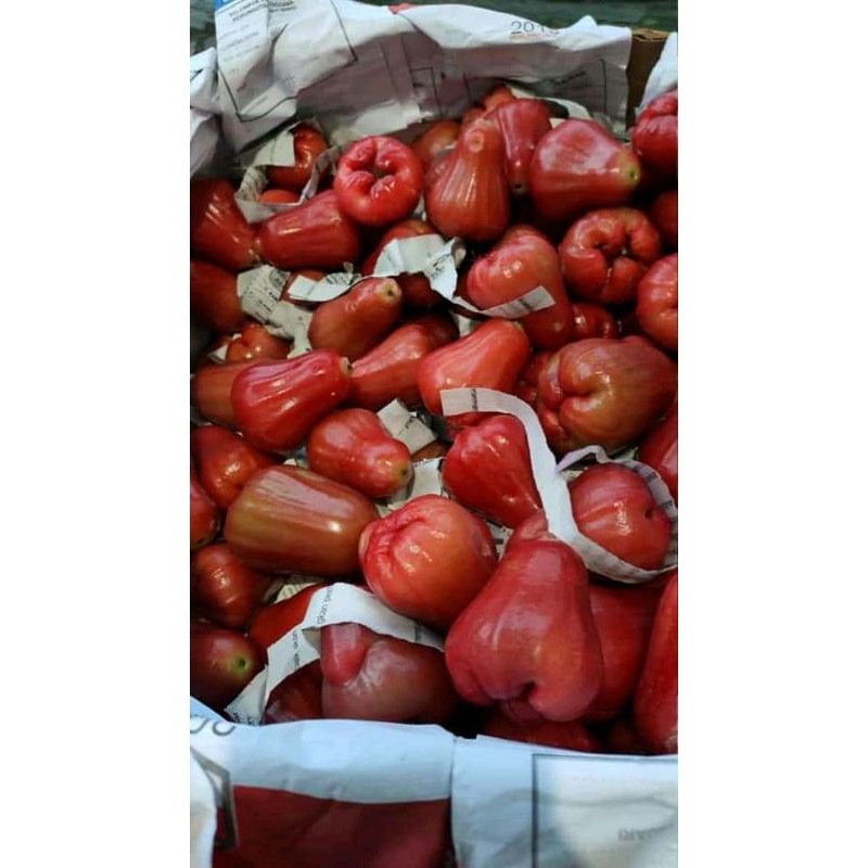 

JAMBU AIR MANIS SEGAR SATU KILO