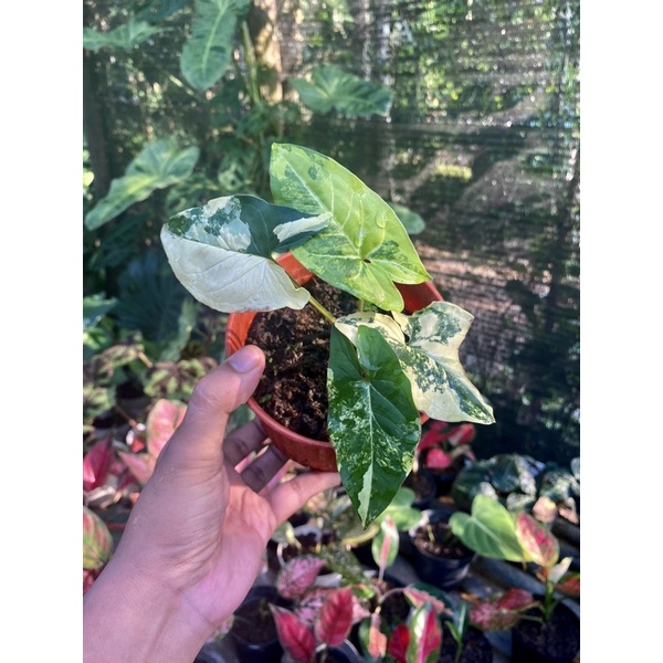 Syngonium yellow variegata, Syngonium aurea