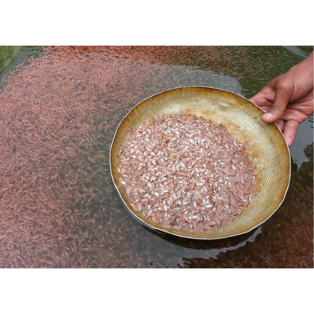 Bibit Ikan Mujair Nila Merah Bangkok Benih Larva Ikan Hias Konsumsi Ukuran burayak 1-2 cm Grade A