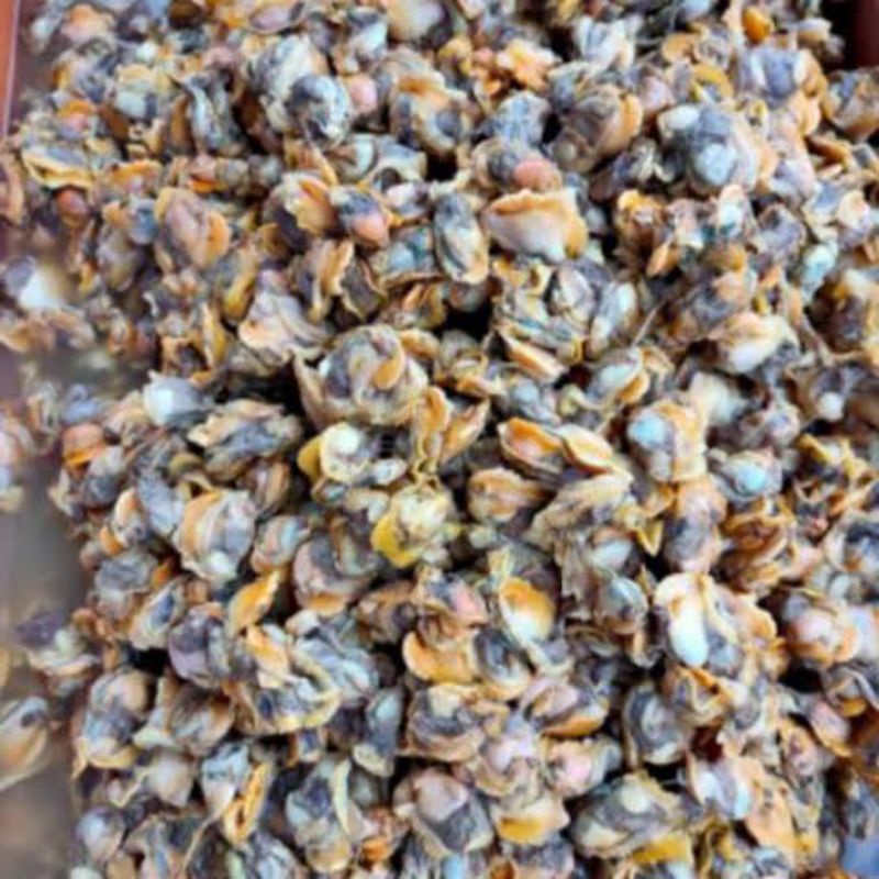 kerang kupas