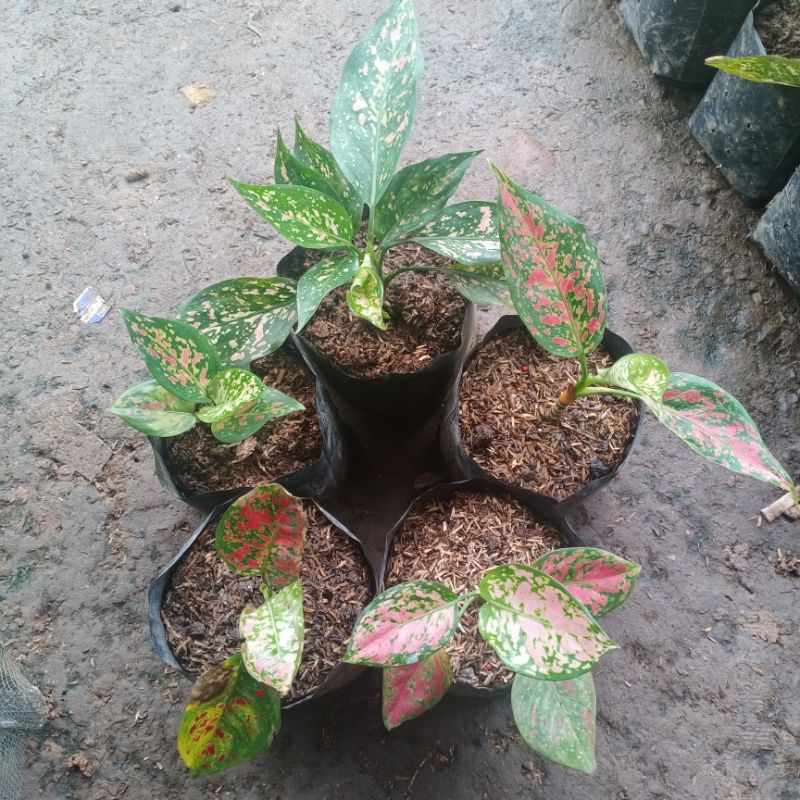 BUNGA AGLAONEMA paket 5 batang