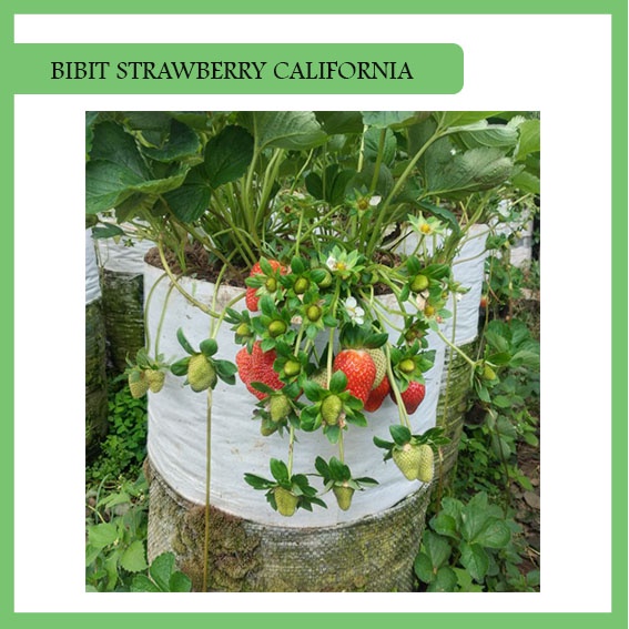 Bibit Strawberry California 1 pohon