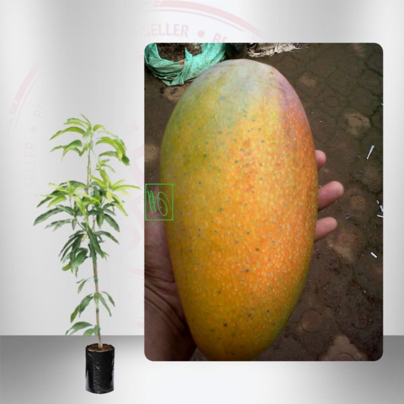 Tanaman Buah Mangga Kiojay 1 Meter