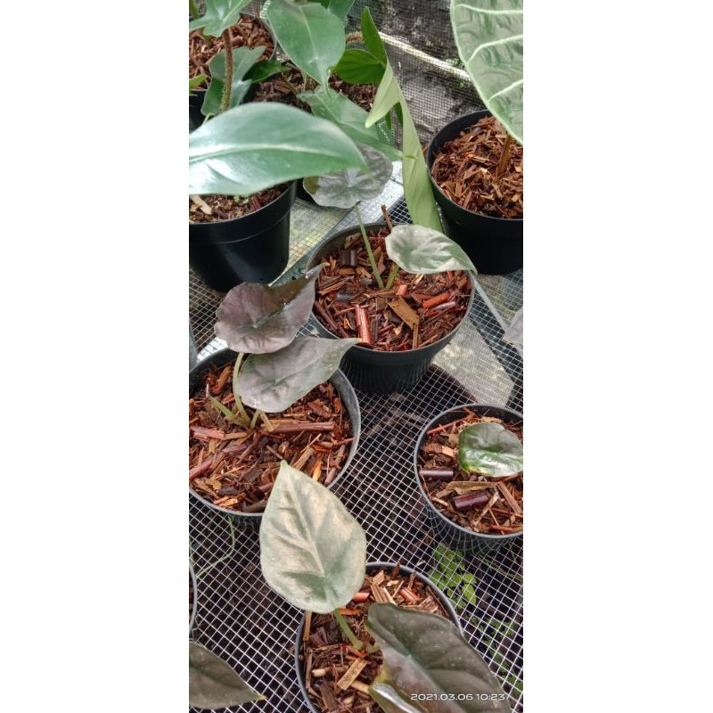 Alocasia black infernalis