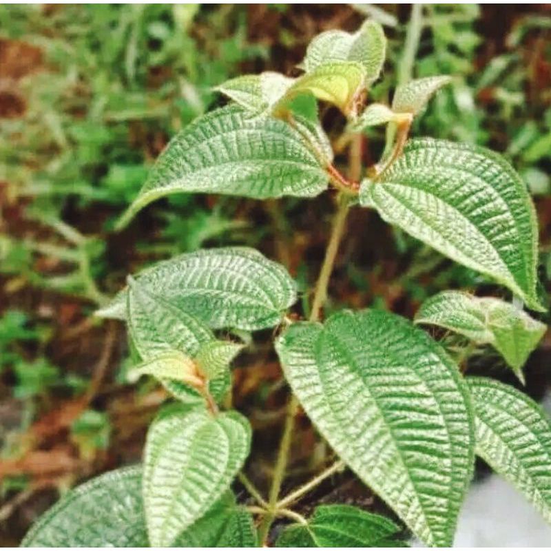 

daun harendong bulu Segar 250gr