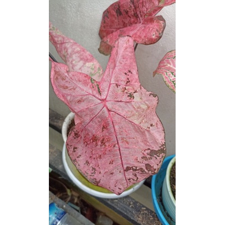 Caladium Hybrid. Ac Antanu