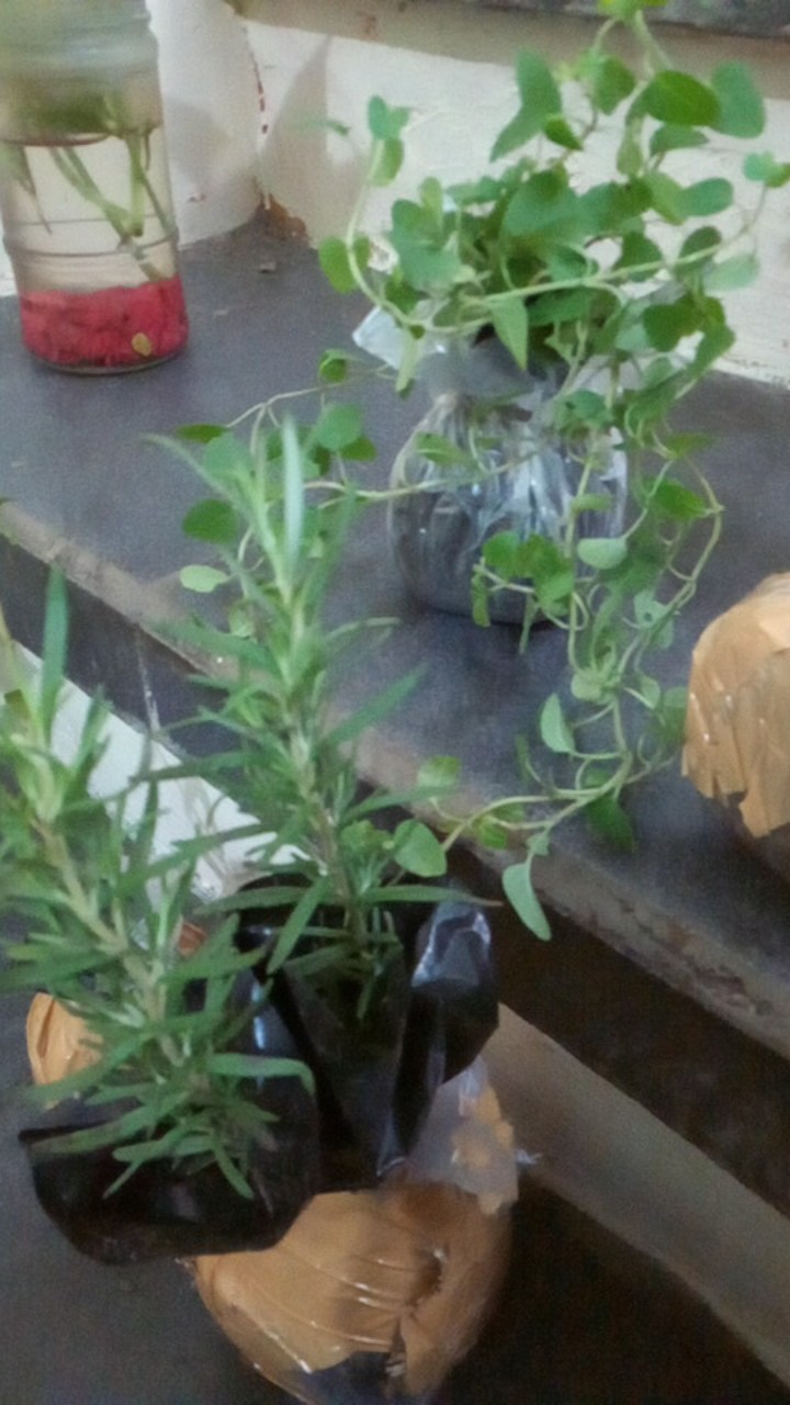 Bibit Tanaman Daun Oregano Herbal Rempah Bumbu Masakan Eropa