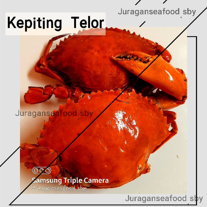 

kepiting telur