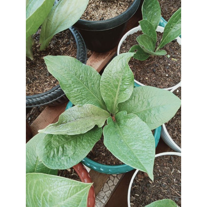 Anthurium jemani supernova