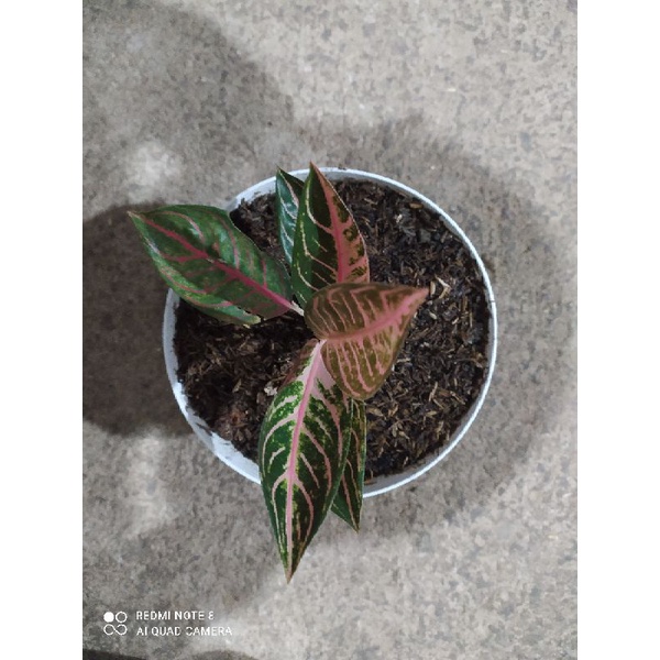 Baby Otw Remaja Red Sumatera, Aglonema Red Sumatera, POS Pride of Sumatera