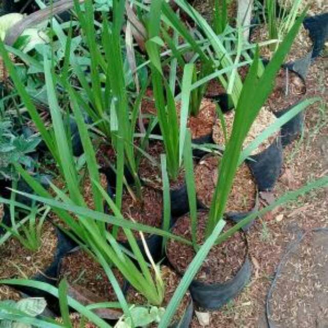 

DLINGU