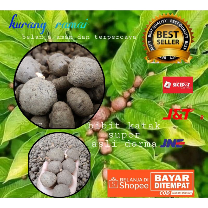 bibit katak Porang super asli Dorman|biji katak|