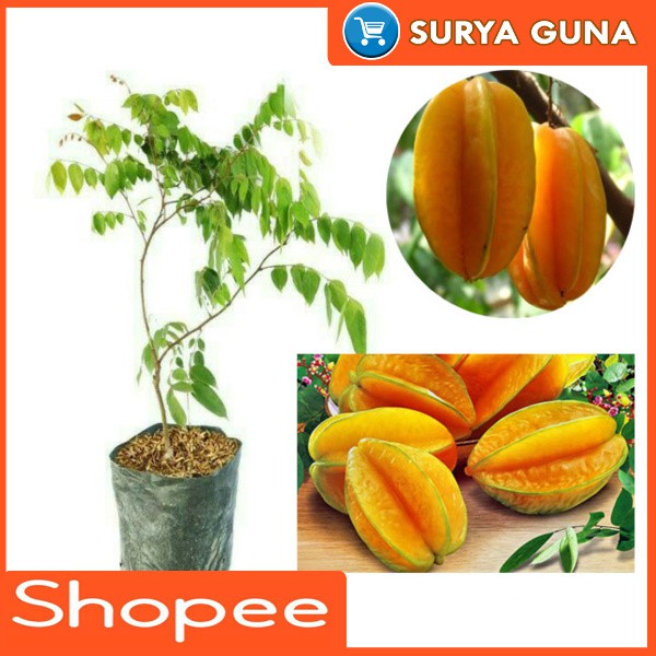 Jual Belimbing Bangkok Merah Belimbing Bangkok