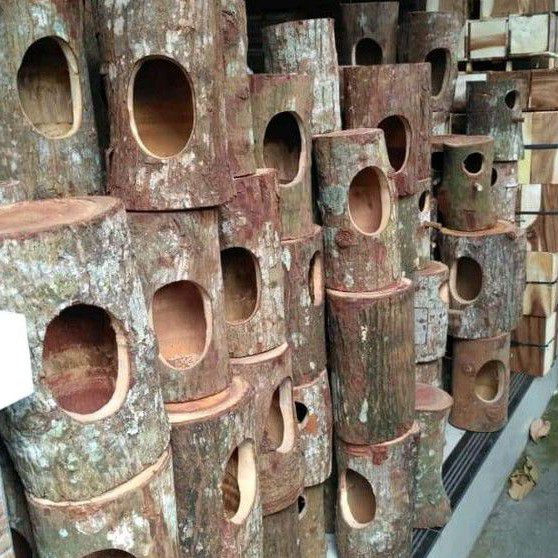 Glodok Pohon Lovebird, Falk / Glodok Murai