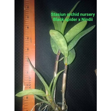 anggrek dendrobium black spider x nindii remaja up dewasa dewasa