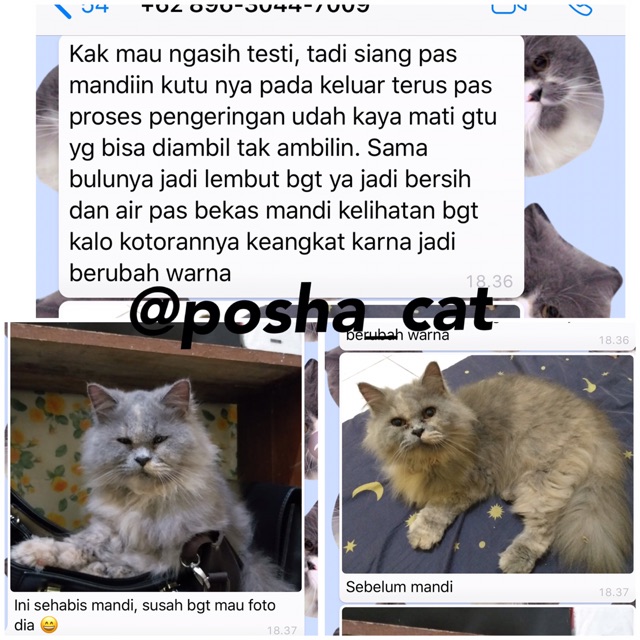 Posha_cat Natural flea &amp; tick shampoo anti kutu kucing 🇰🇷 | shampo kutu kucing | anti fleas cat