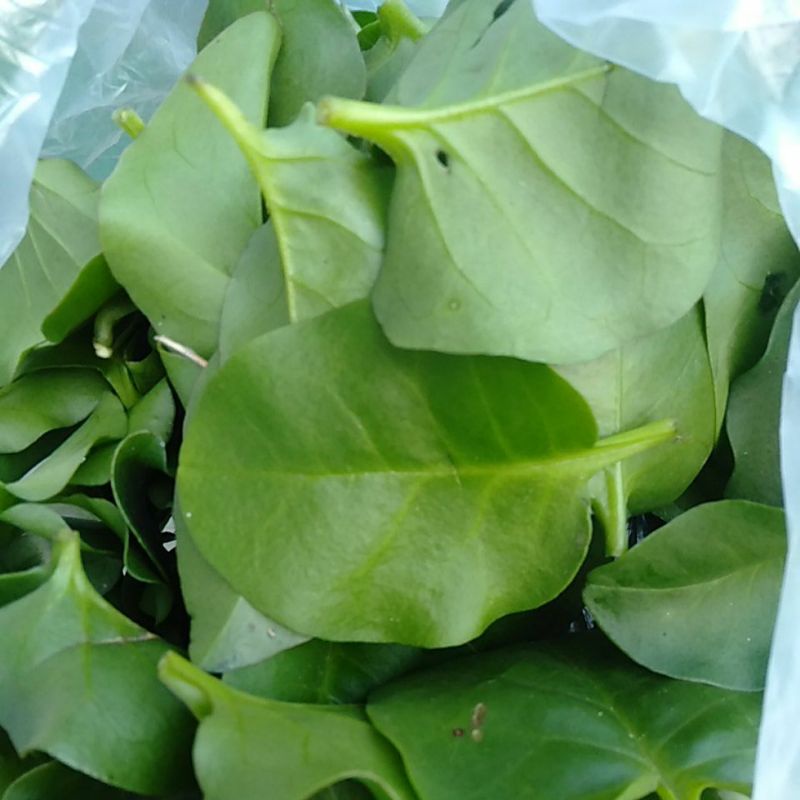 

Daun Binahong petik segar