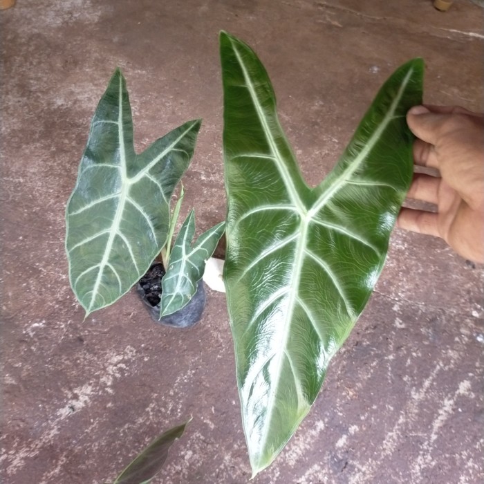 pohon keladi amazon lokal