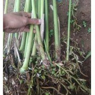 Bibit kapulaga hijau india unggul jenis malabar dan cardamon kapulaga hijau india