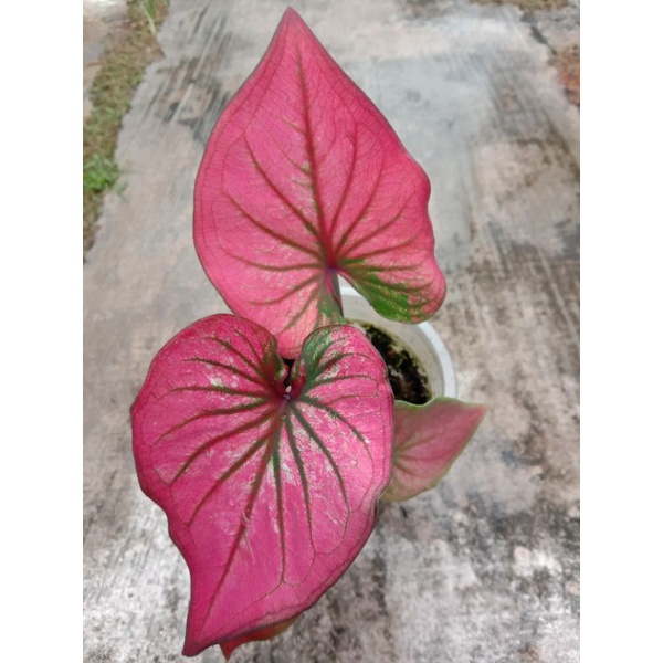 caladium infinity