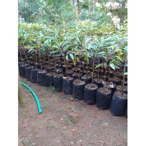 

MK Horti