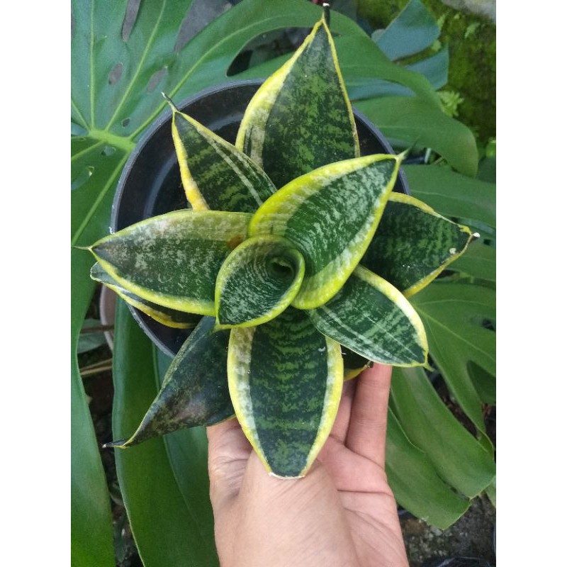 Sansivera marginata - sansivera mini - sansivera hijau - sansiviera - tanaman sansivera