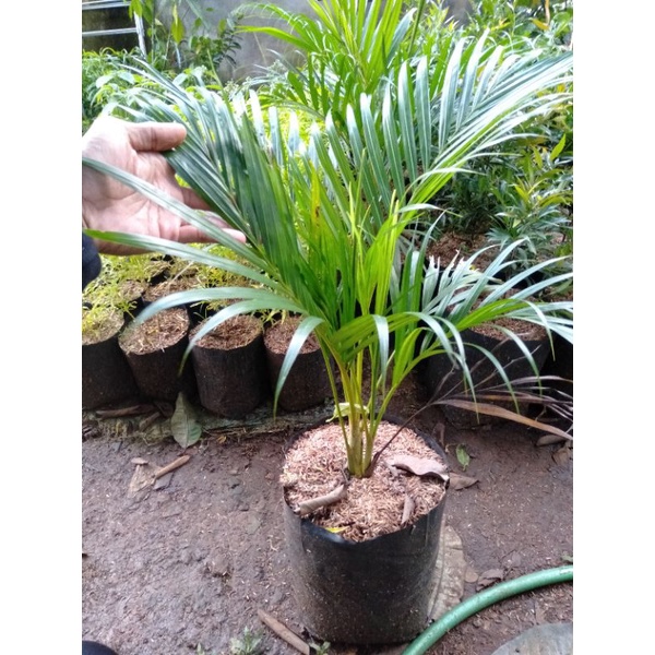 Tanaman hias palem kuning 1 meter