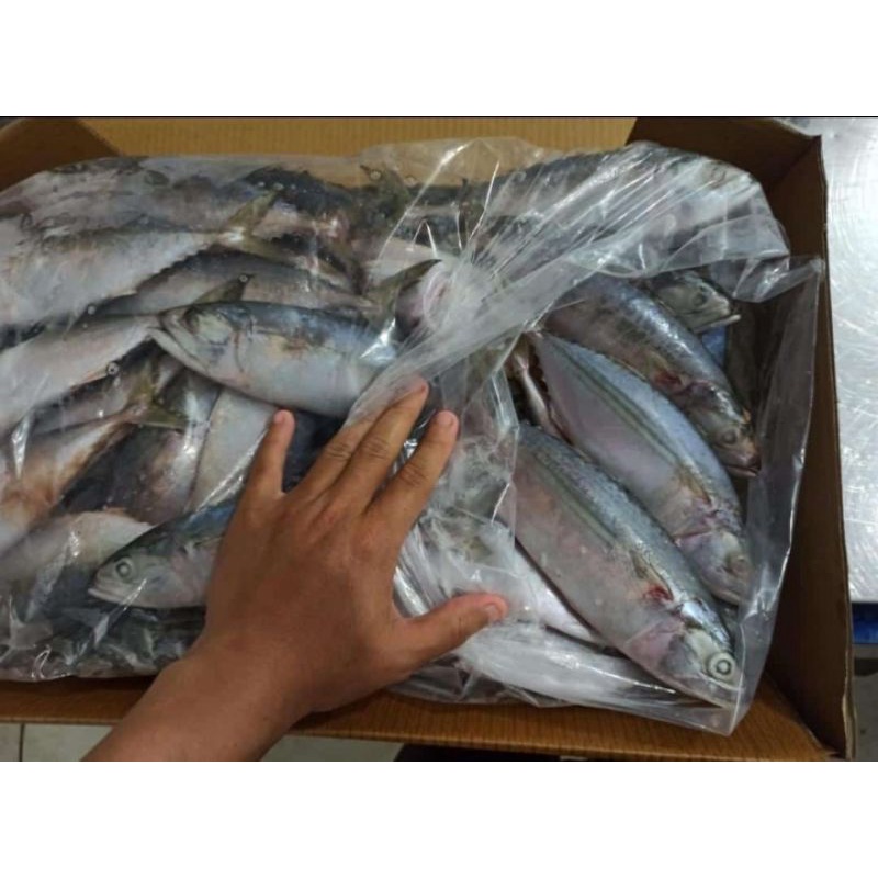 

Frozen Fish n Seafood
