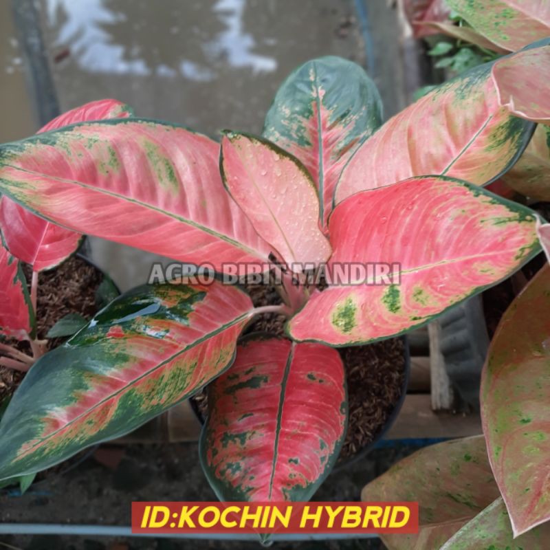 AGLONEMA RED KOCHIN HYBRID