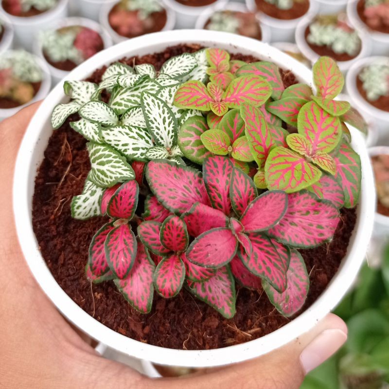 TANAMAN HIAS FITTONIA IMPORT