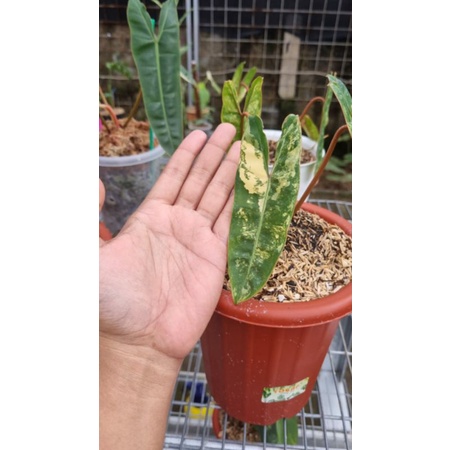 billiteae variegata / philodendron kabel busi variegata