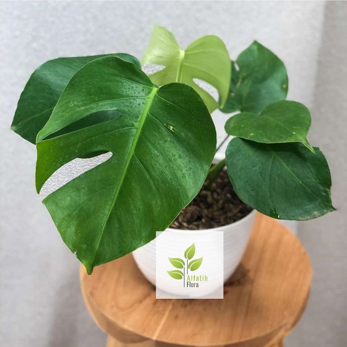 Tanaman Hias Monstera deliciosa-Monstera deliciosa
