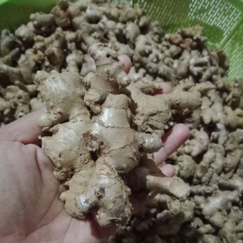 

JAHE EMPRIT JAHE MERAH SEGAR 1KG RASA LEBIH PEDAS BERSIH