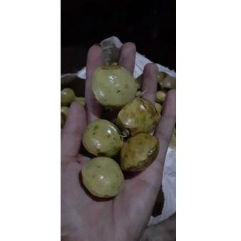 

TREND TERKINI jengkol muda / lalap / sayuran 250g ^ 892