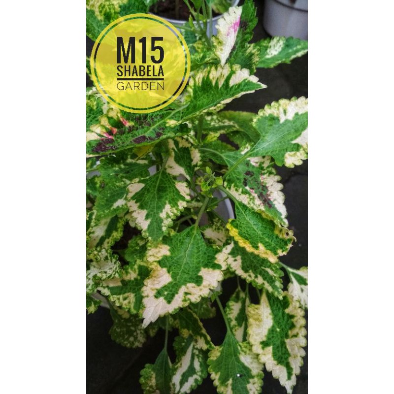 miana coleus