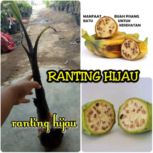 4 manfaat dari pisang batu kluthuk bagi kesehatan