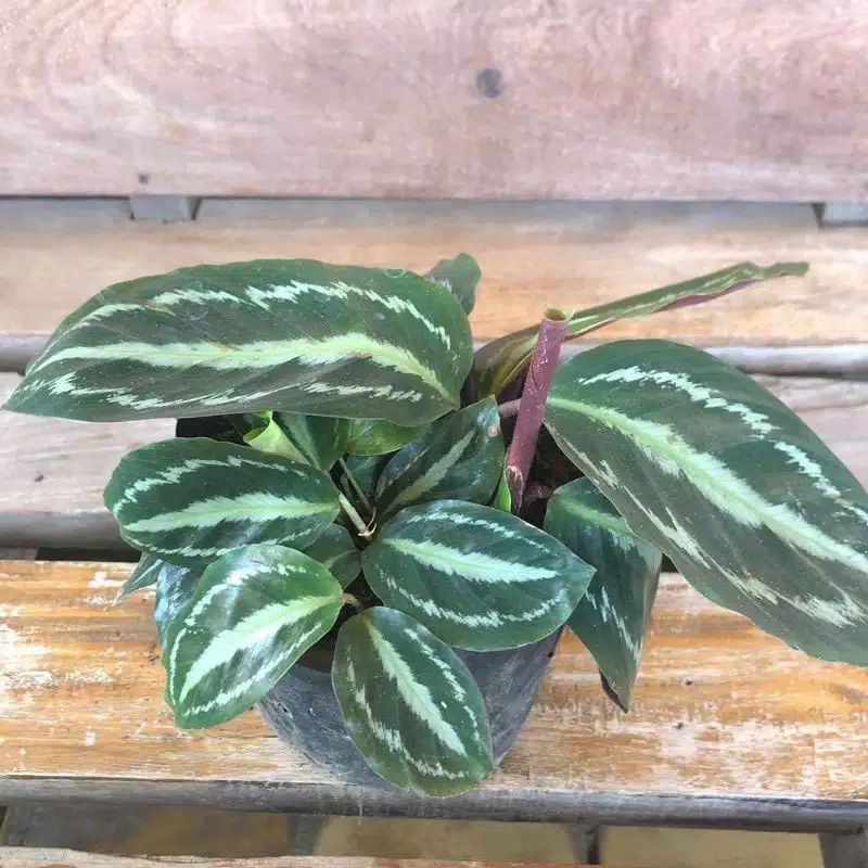 TANAMAN HIAS CALATHEA MEDALLION BISA COD