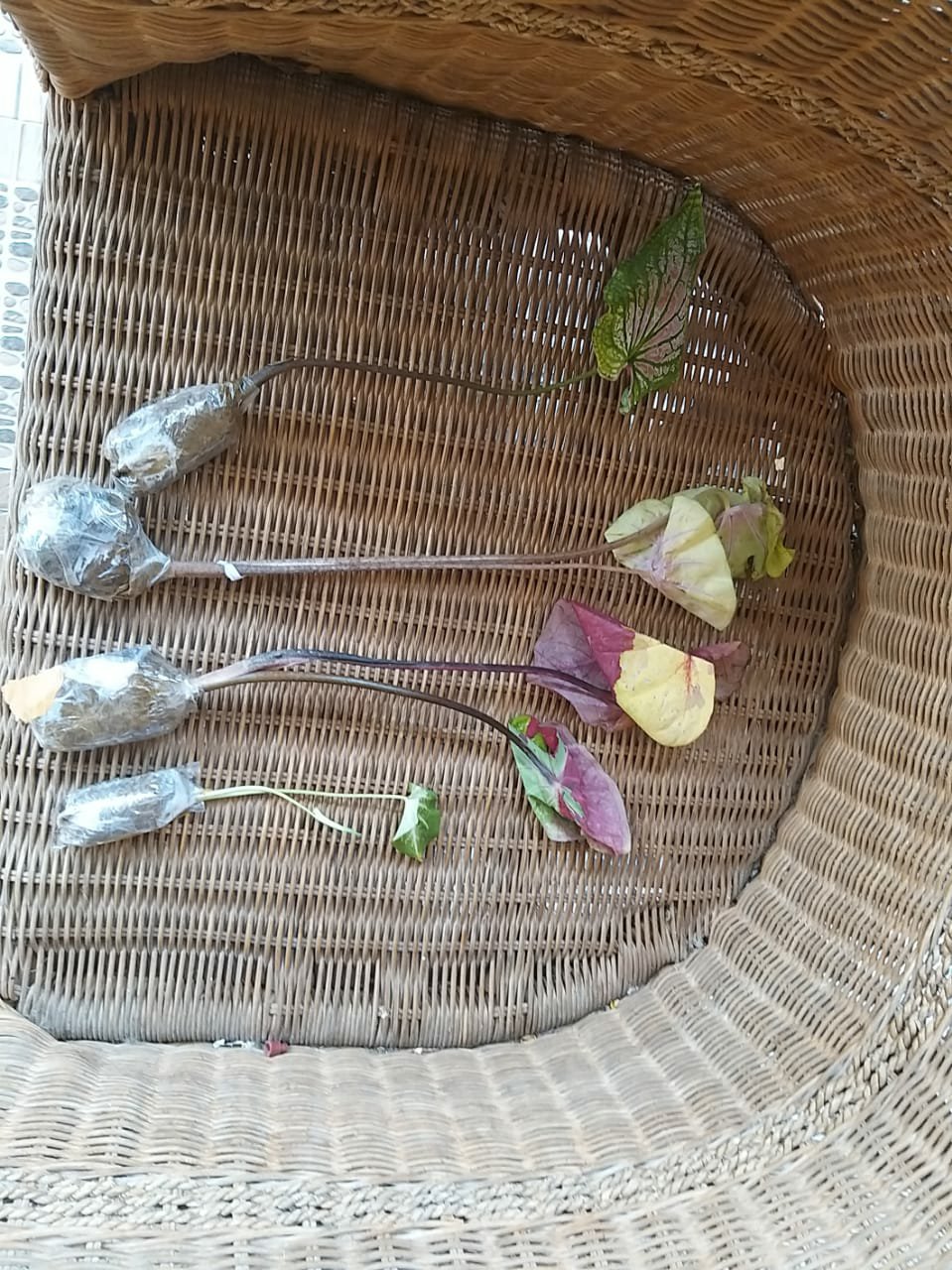 Keladi White Raffles Caladium White Knight