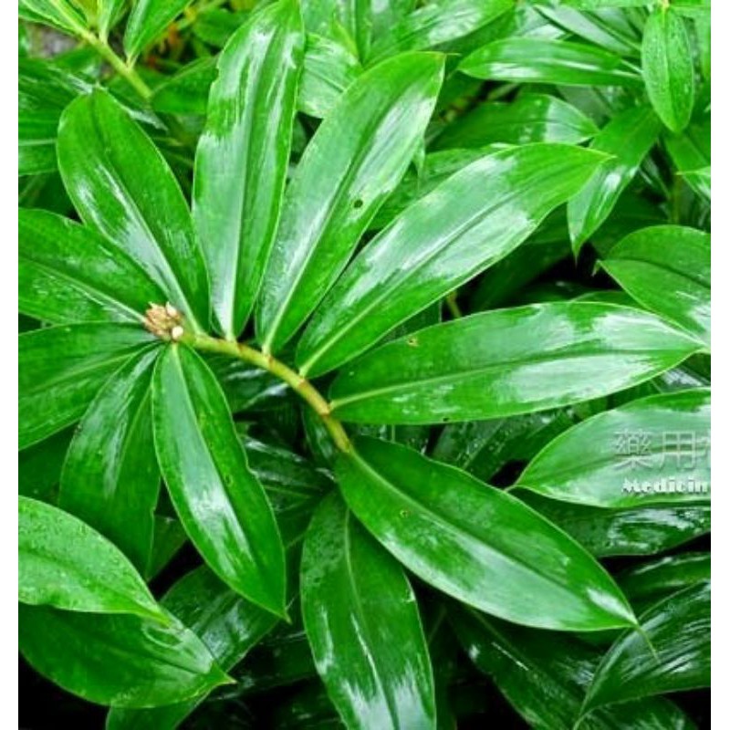 

DAUN PACING (Costus speciosus J. Sm.)
